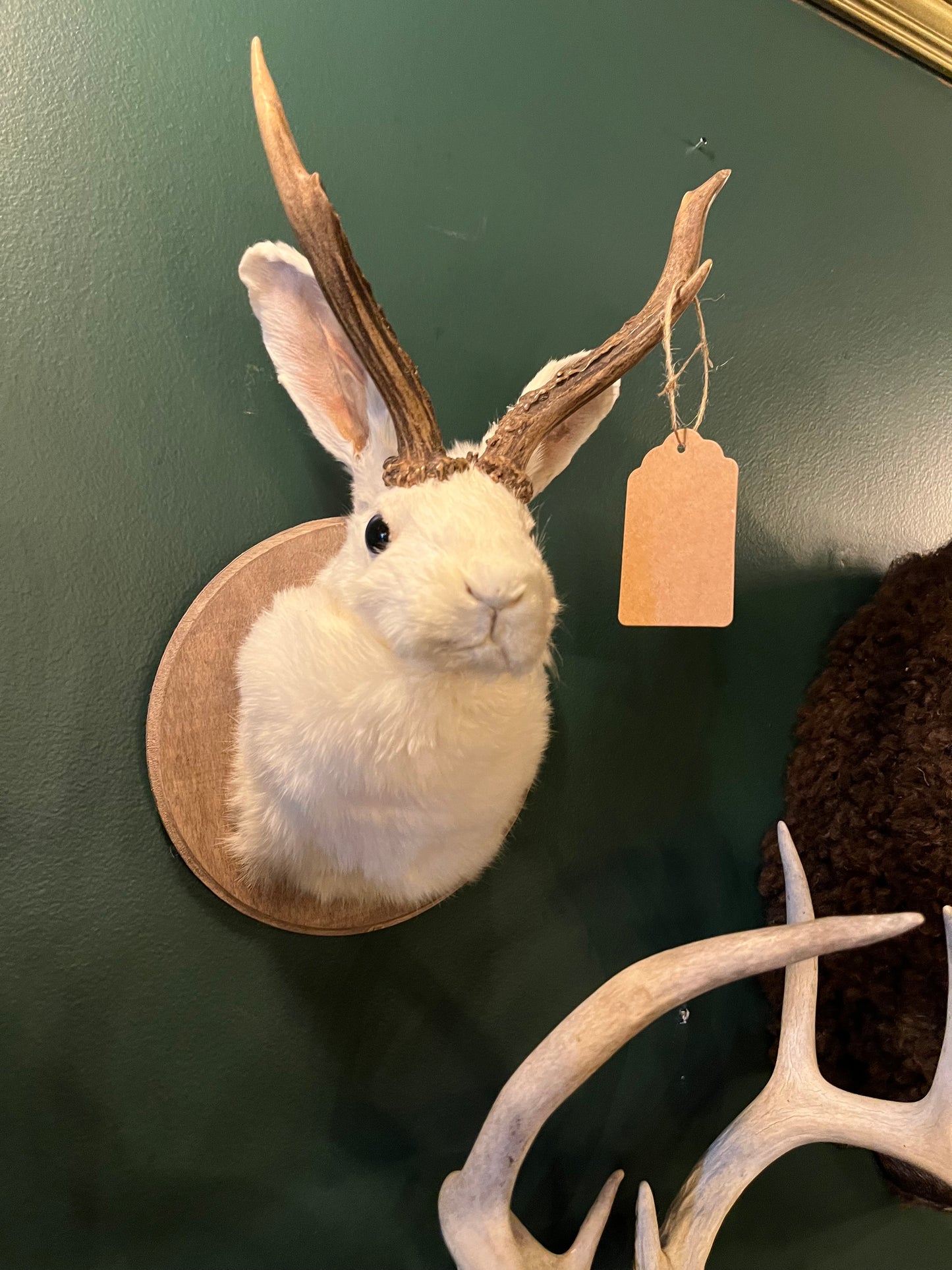 Jackalope (Mounted)