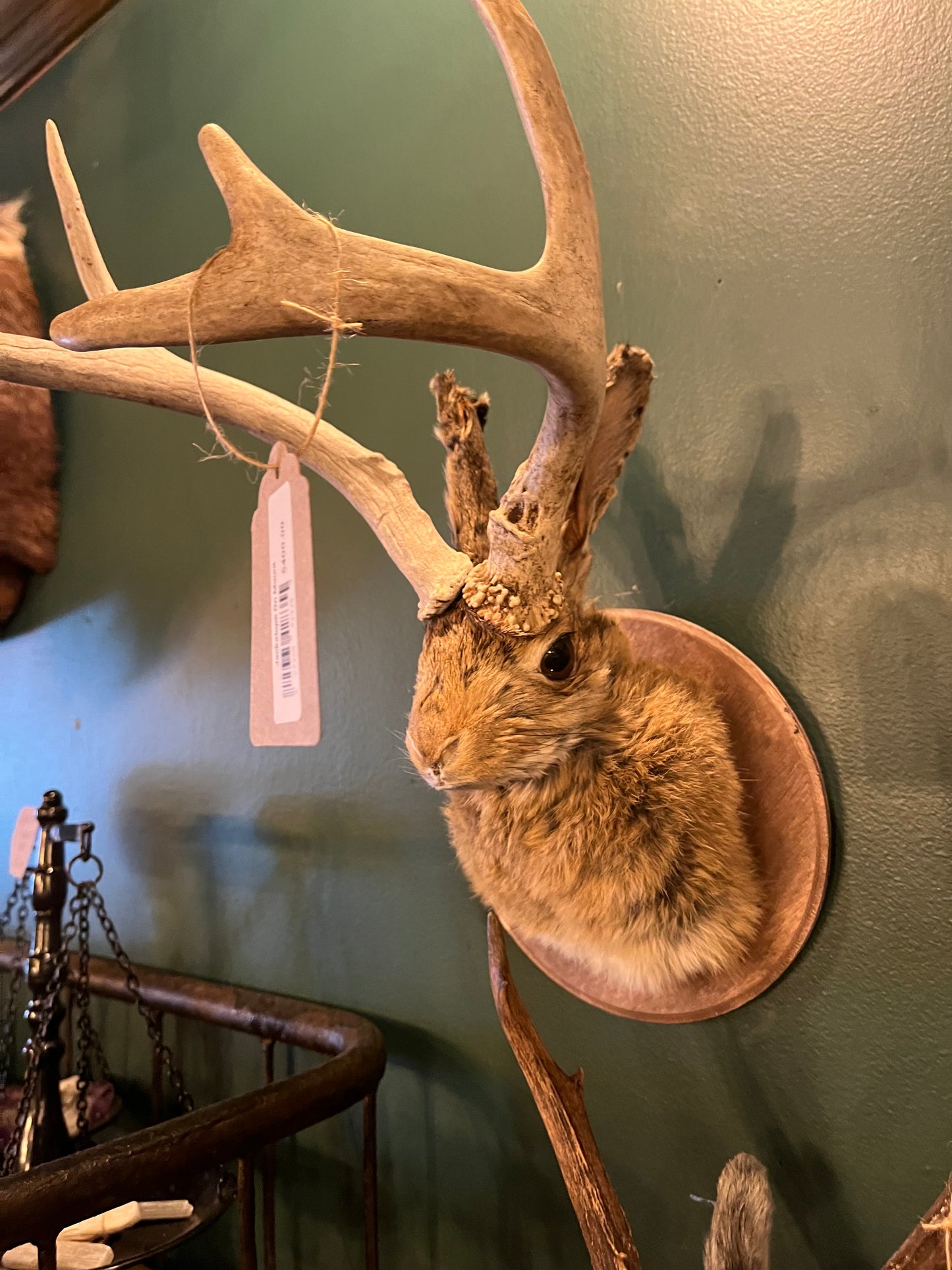 Jackalope (Mounted)