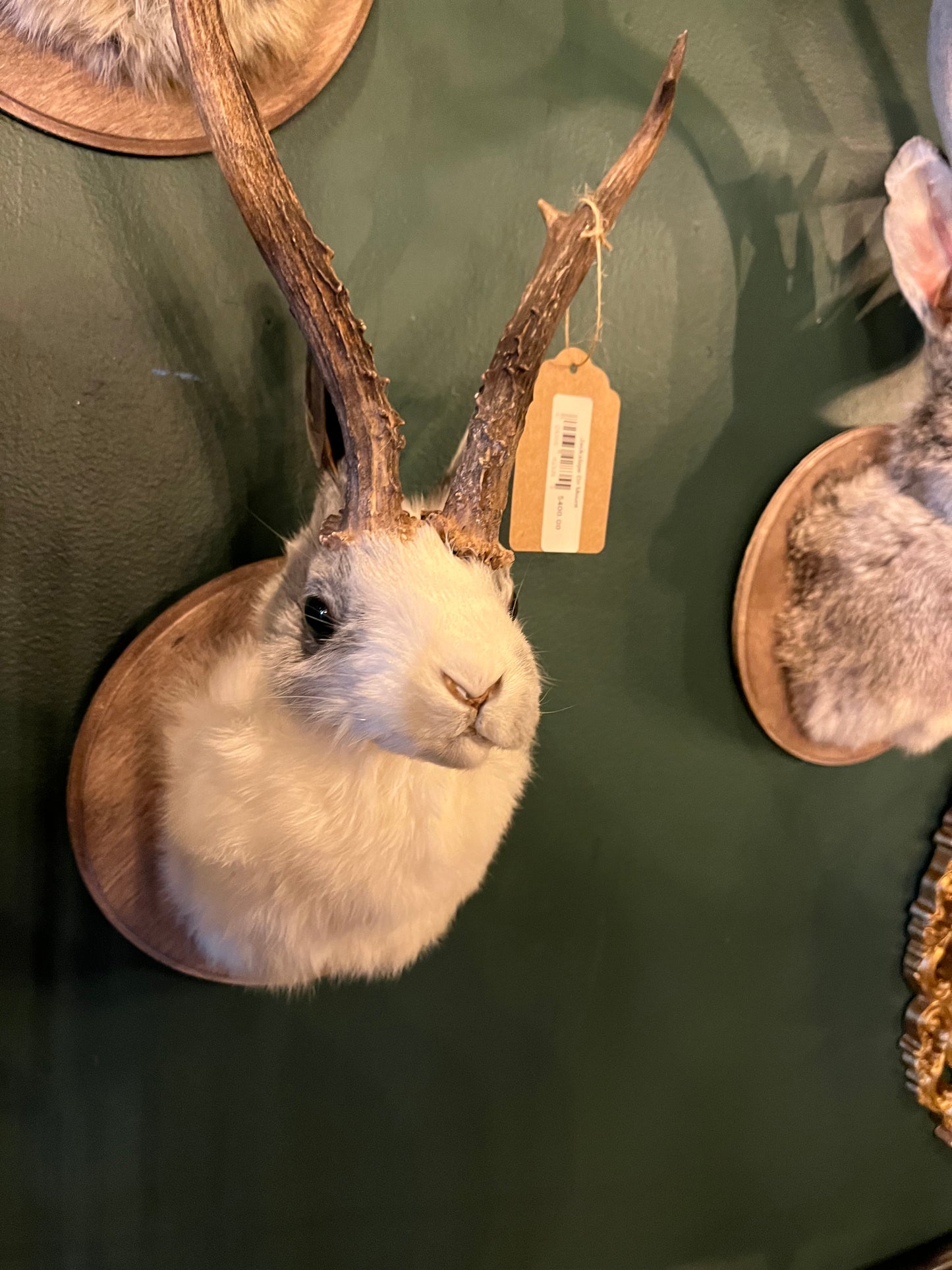 Jackalope (Mounted)