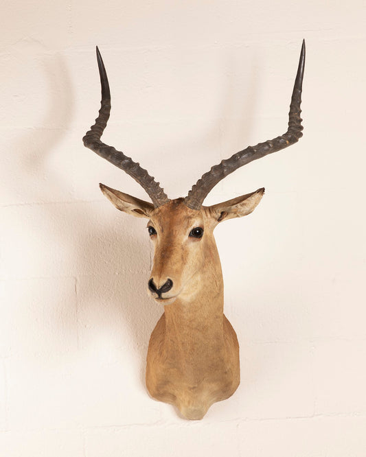 Impala