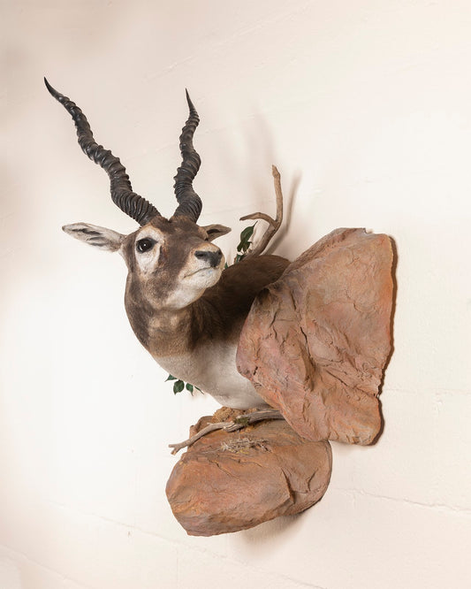 India Blackbuck