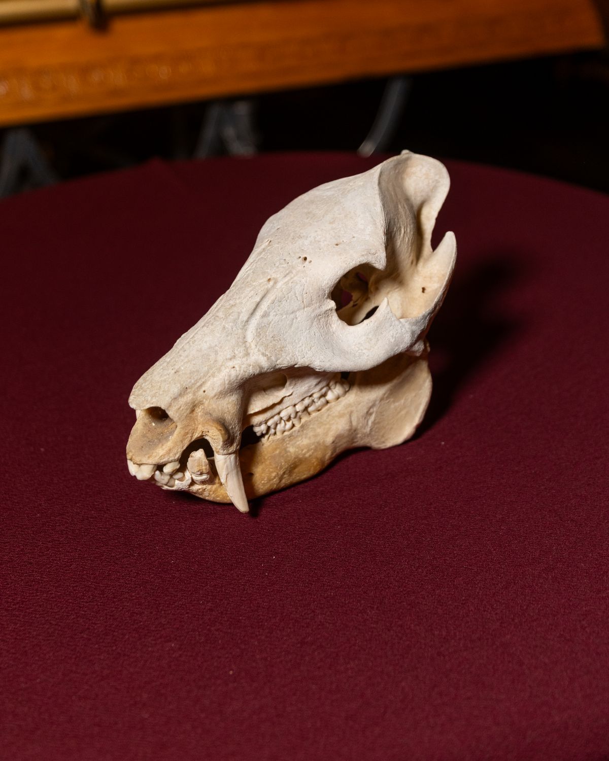 Javelina Pig Skull