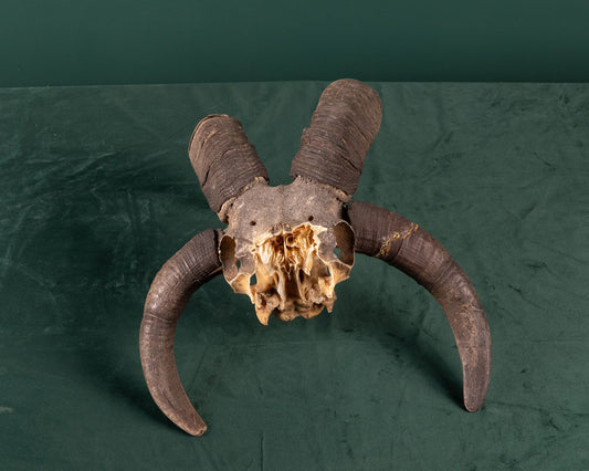 Jacobs Ram Skull