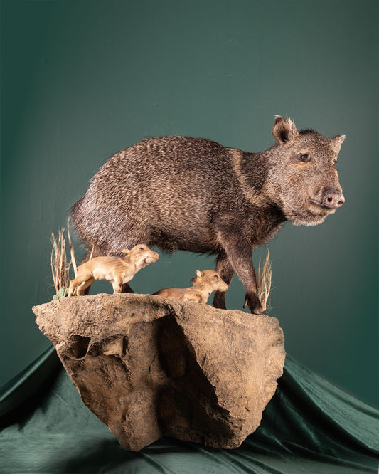 Javelina & Babies