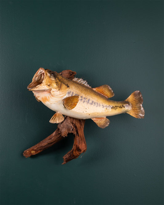 Largemouth Bass