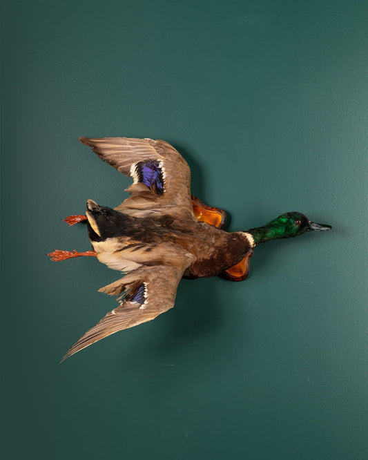 Mallard Duck