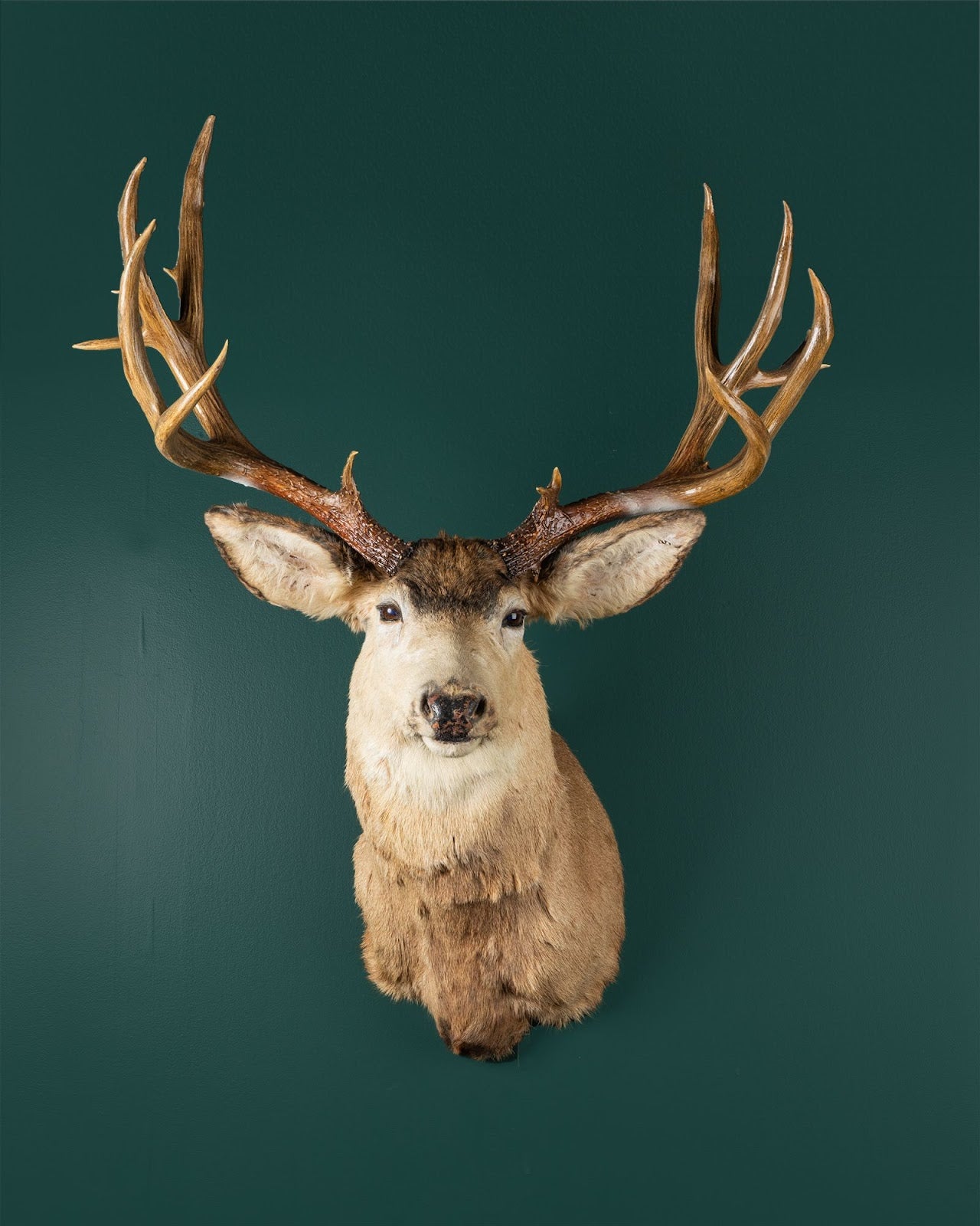 Products – Vulture Culture Oddities
