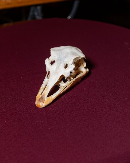Ostrich Skull