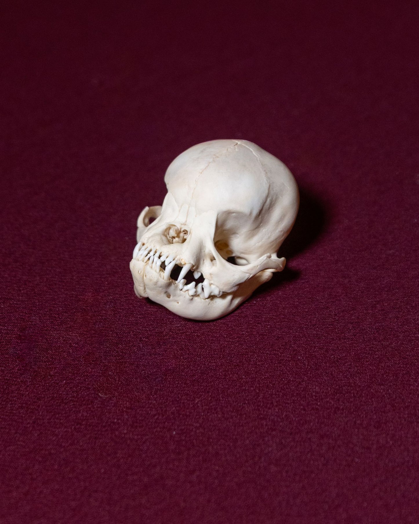 Pug Skull (8 Weeks Old)
