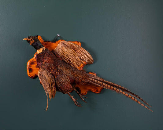 Pheasant