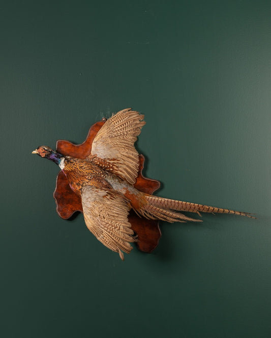 Pheasant #2