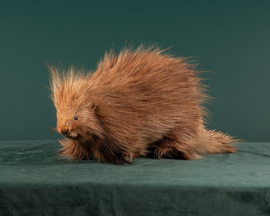 Porcupine #2