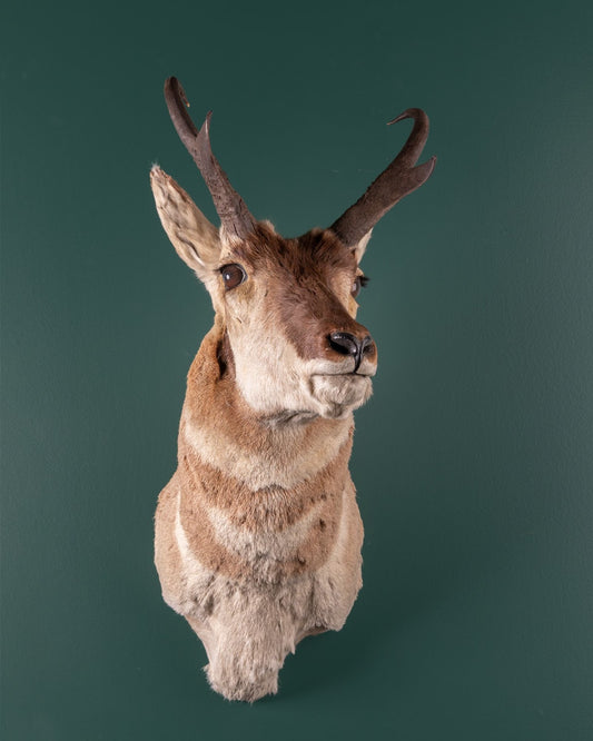 Pronghorn Antelope