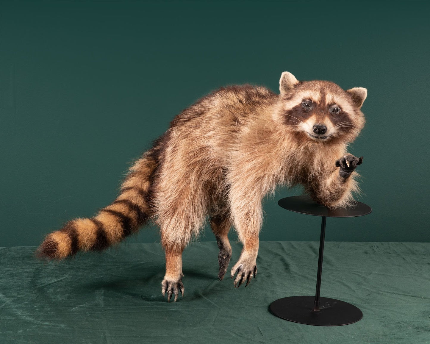 Raccoon