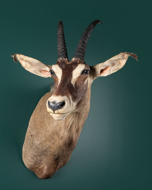 Roan Antelope