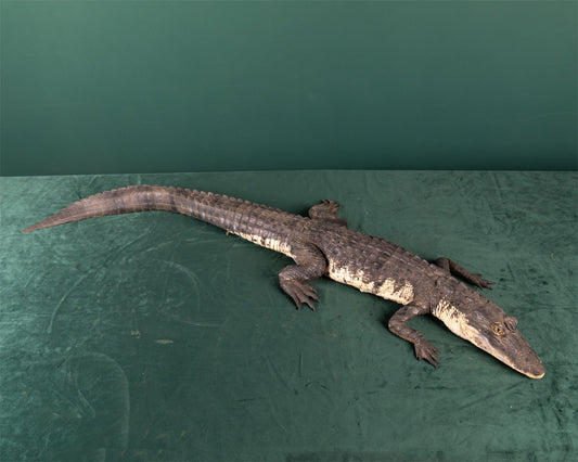 Lifelike Rubber Alligator