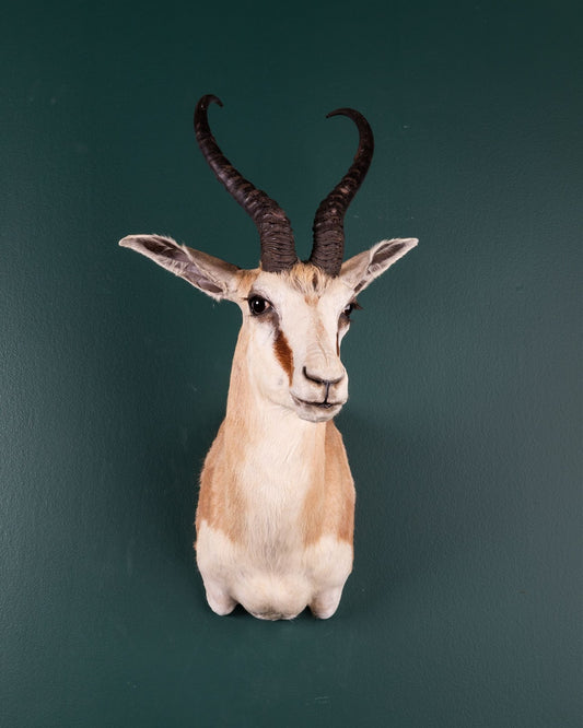 Springbok