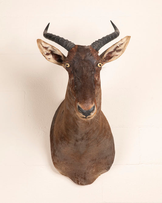 Tsessebe