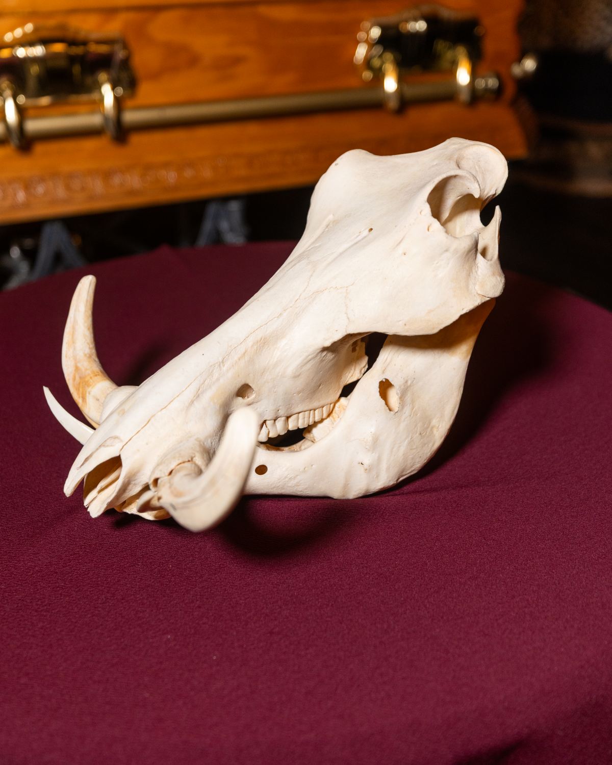 Warthog Skull (Craft Grade)