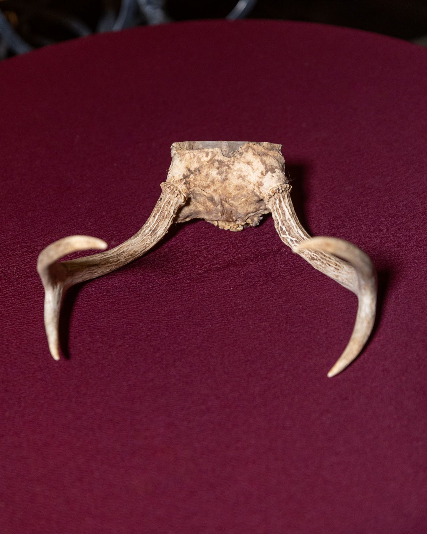 Whitetail Deer Skull Cap