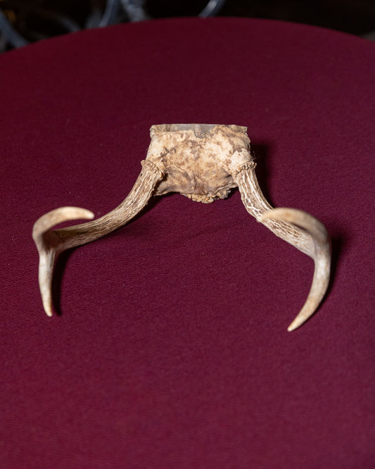 Whitetail Deer Skull Cap