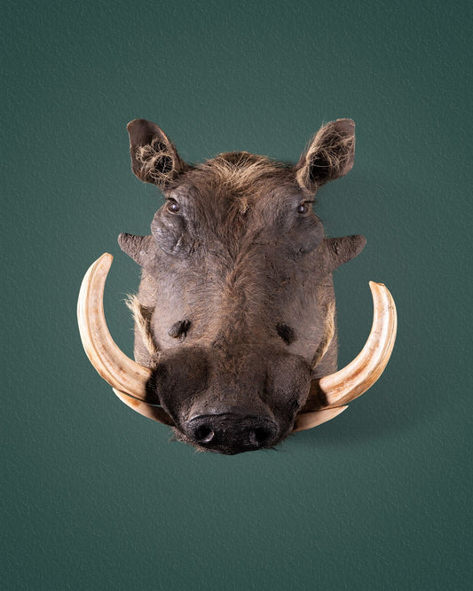 Warthog