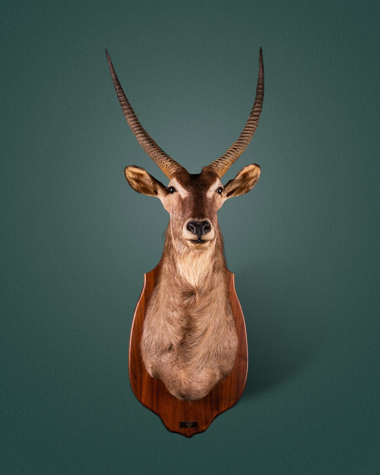 Waterbuck