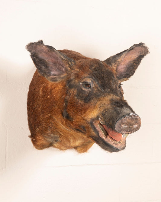 Wild Boar #2