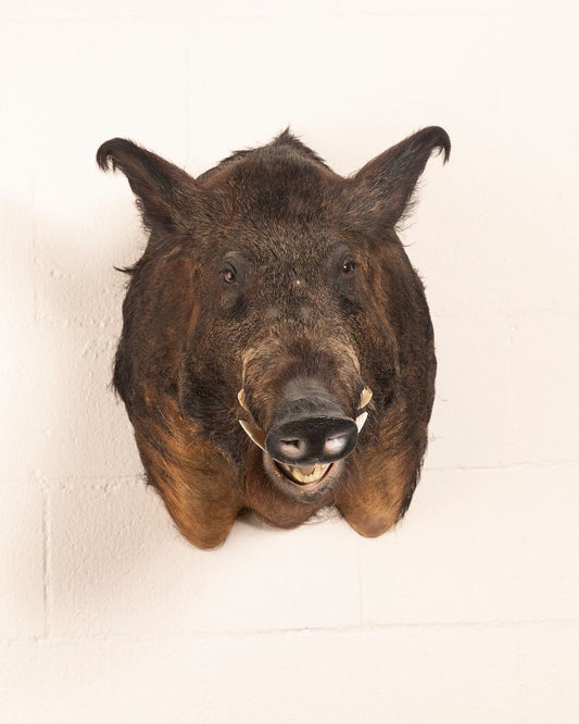 Wild Boar