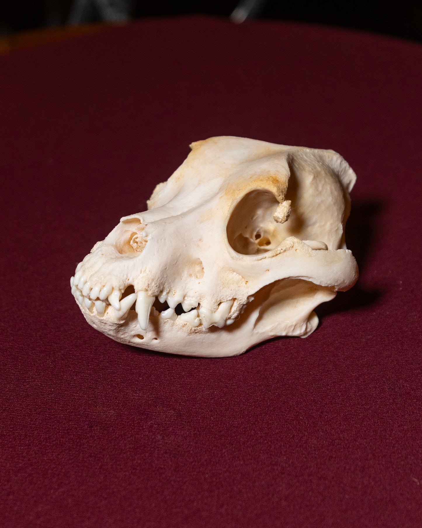 Canine Skull with Pathology