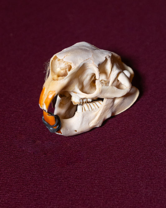 Porcupine Full Skull