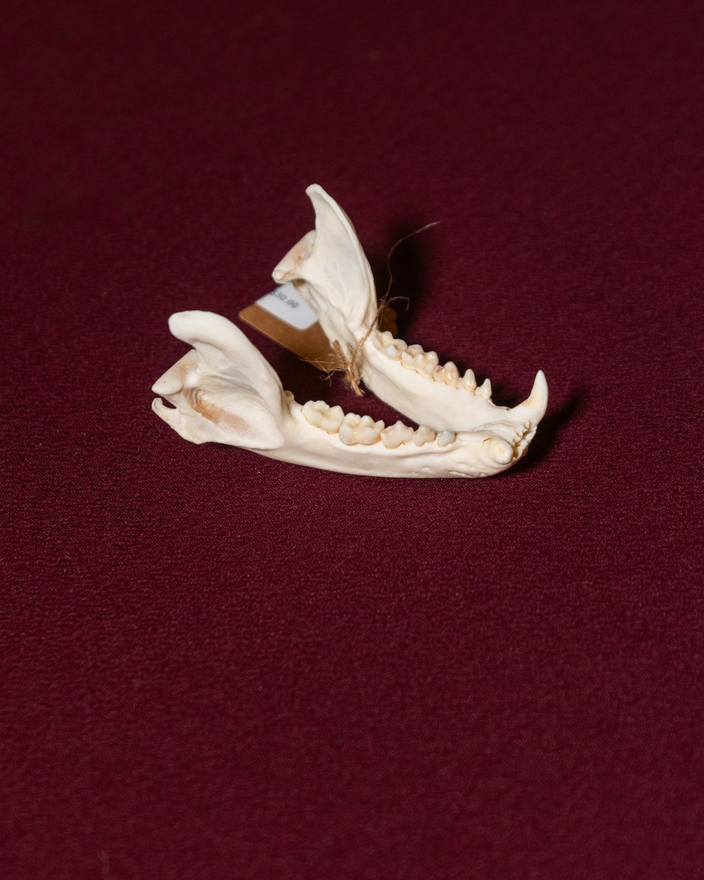 Canine Bottom Jaw