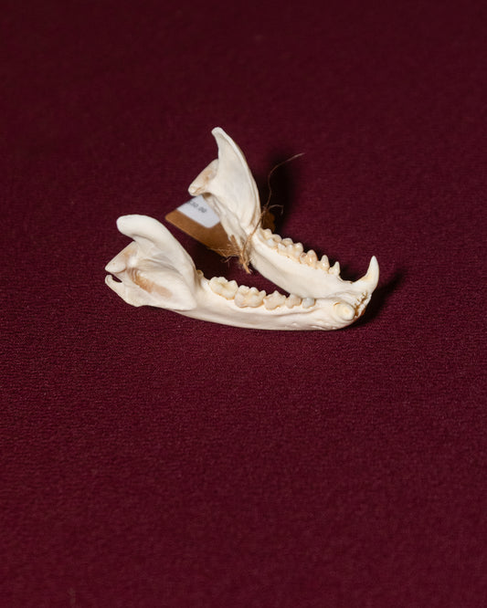 Canine Bottom Jaw