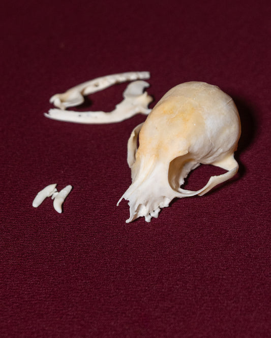Chihuahua Full Skull (Craft Grade)