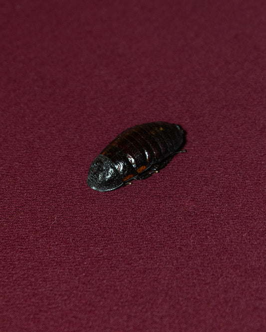 Madagascar Cockroach