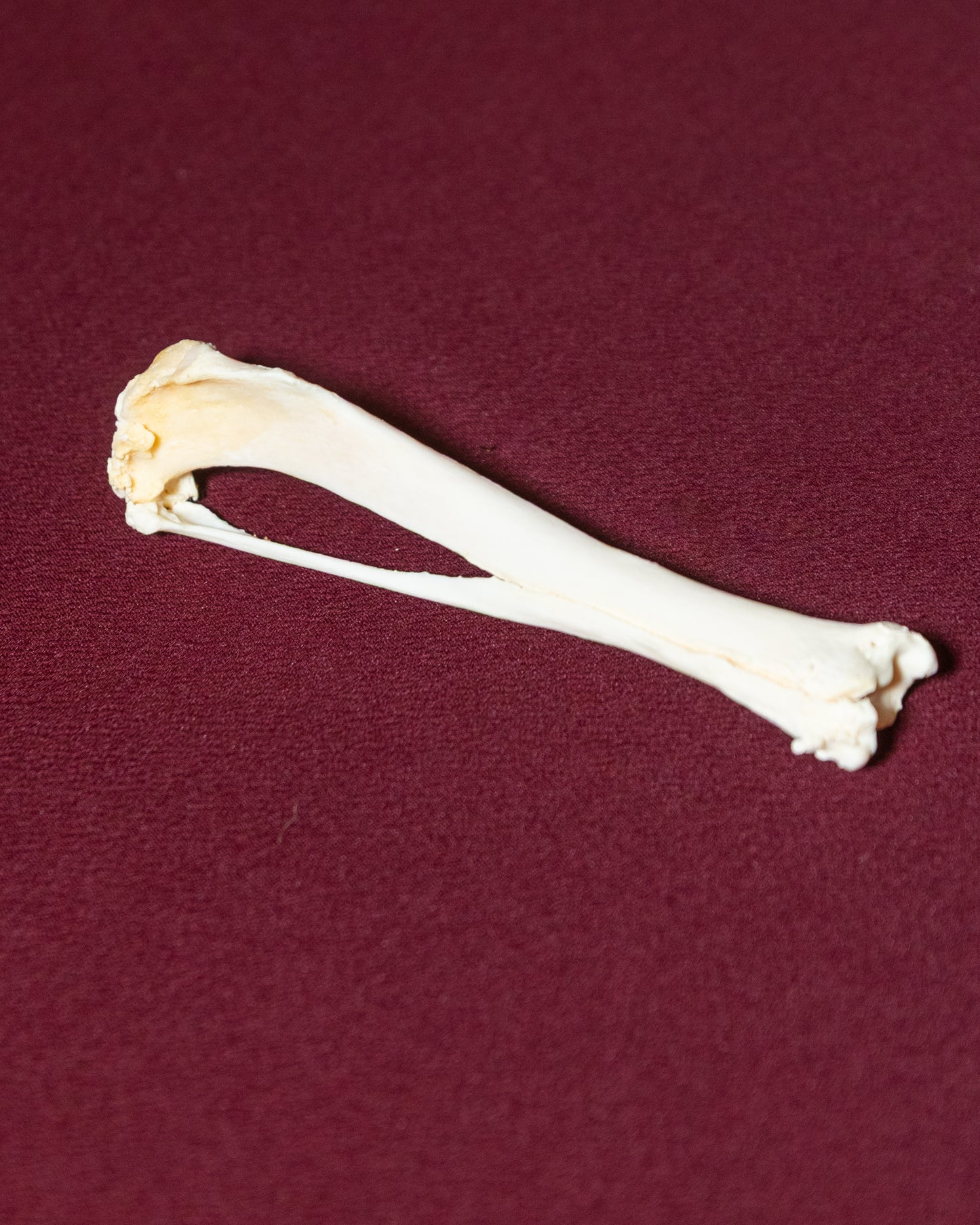 Canine Leg Bone