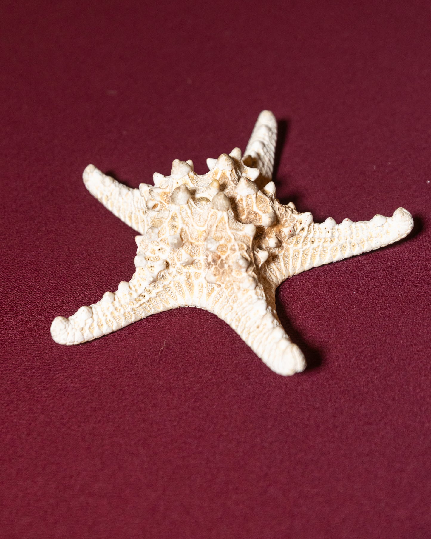 Starfish (Large)