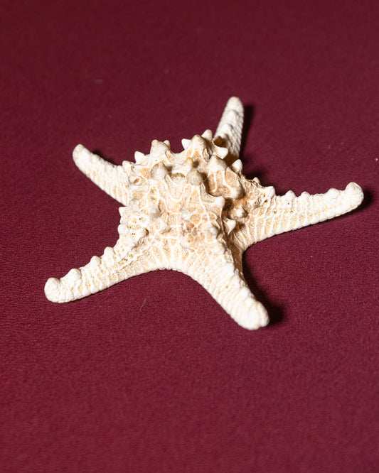 Starfish (Large)