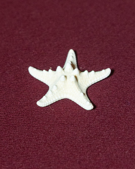 Starfish (Small)