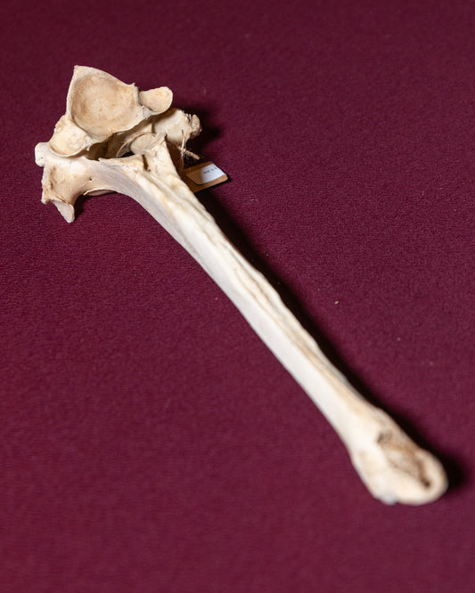 Deer Vertebrae XL