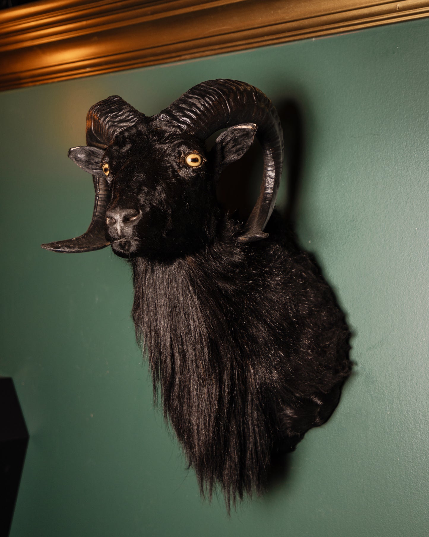 Black Short Horned Goat