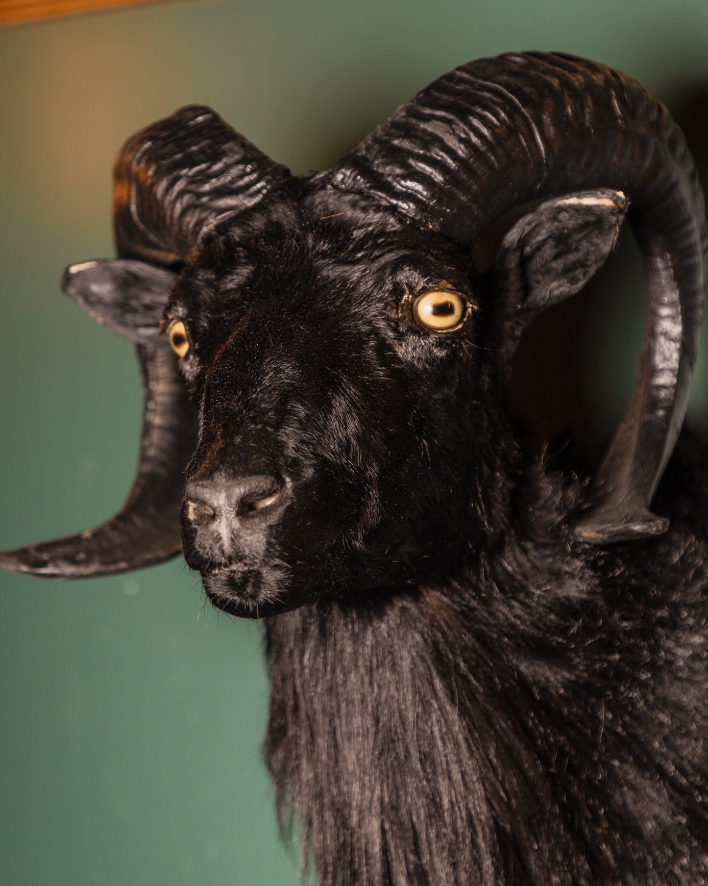 Black Short Horned Goat