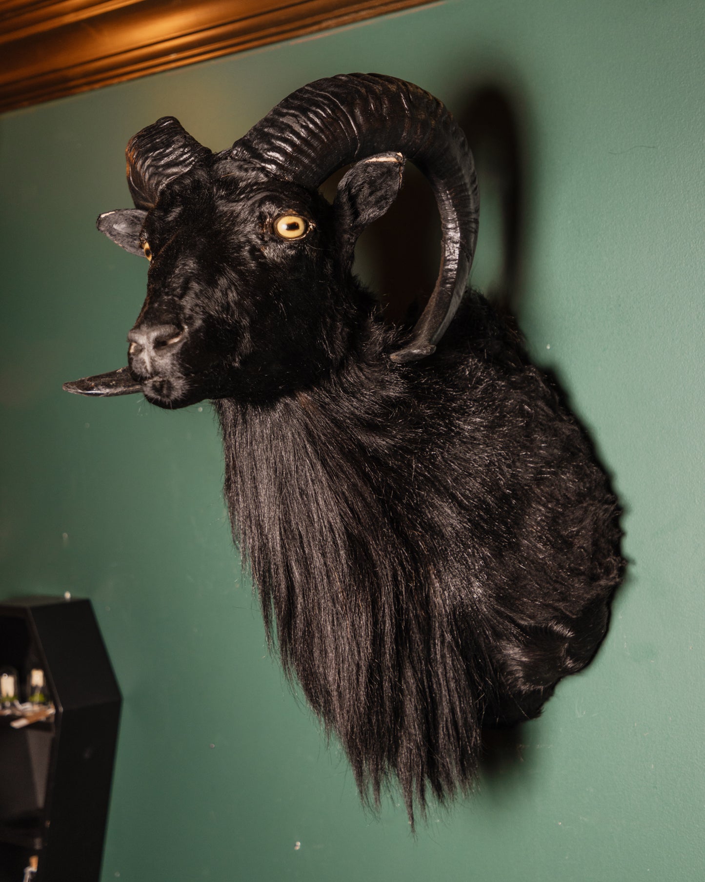 Black Short Horned Goat