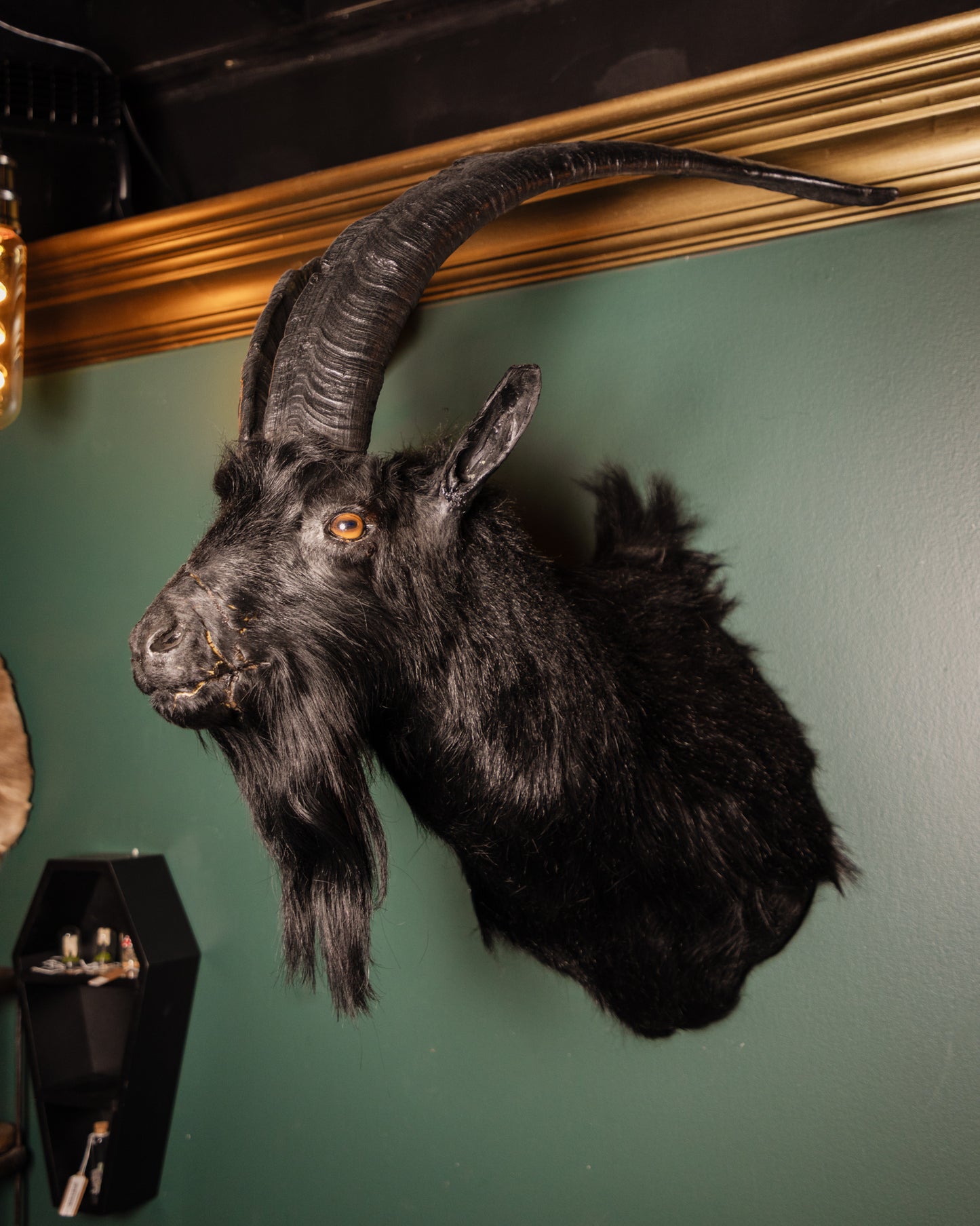 Black Long Horned Goat