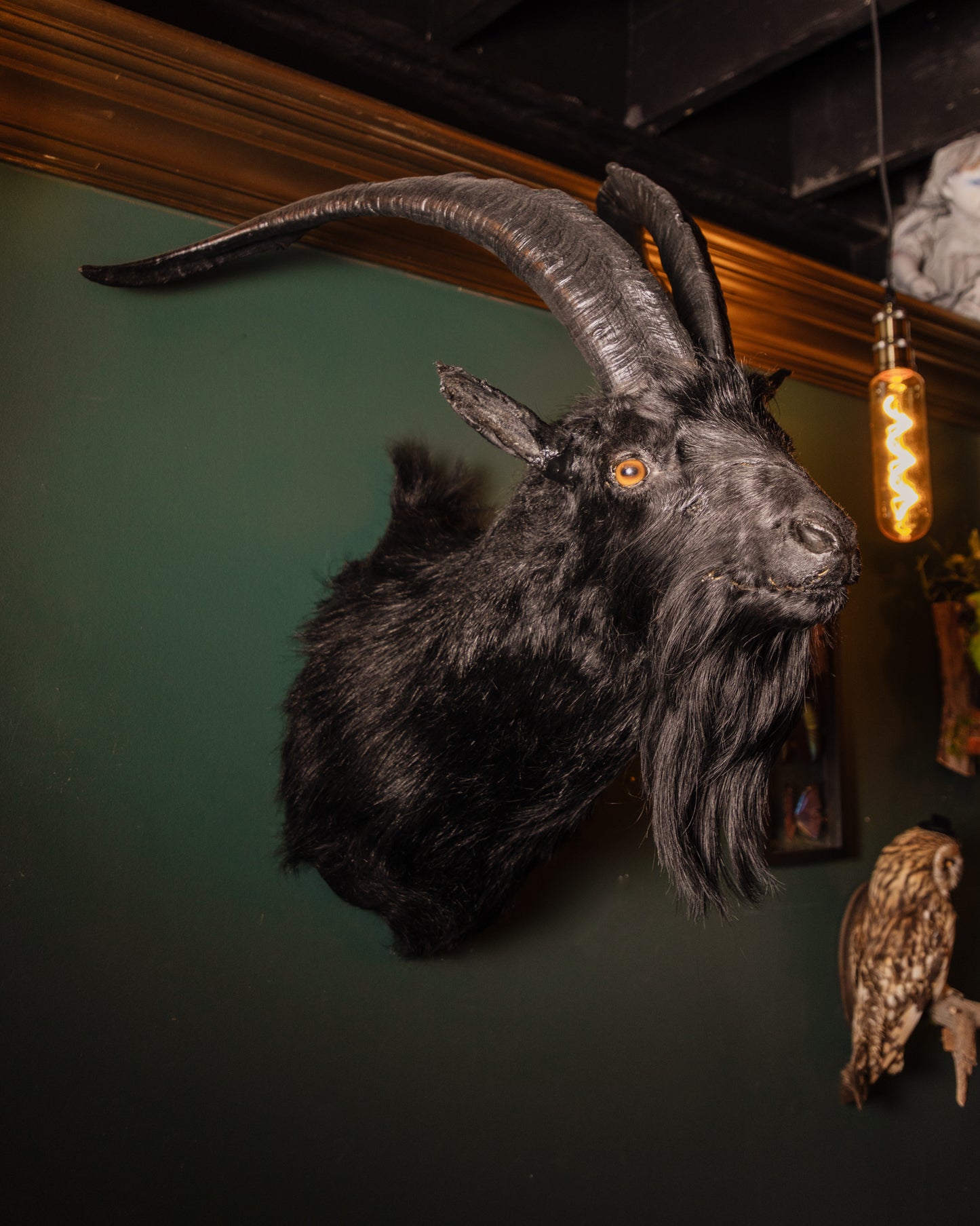 Black Long Horned Goat