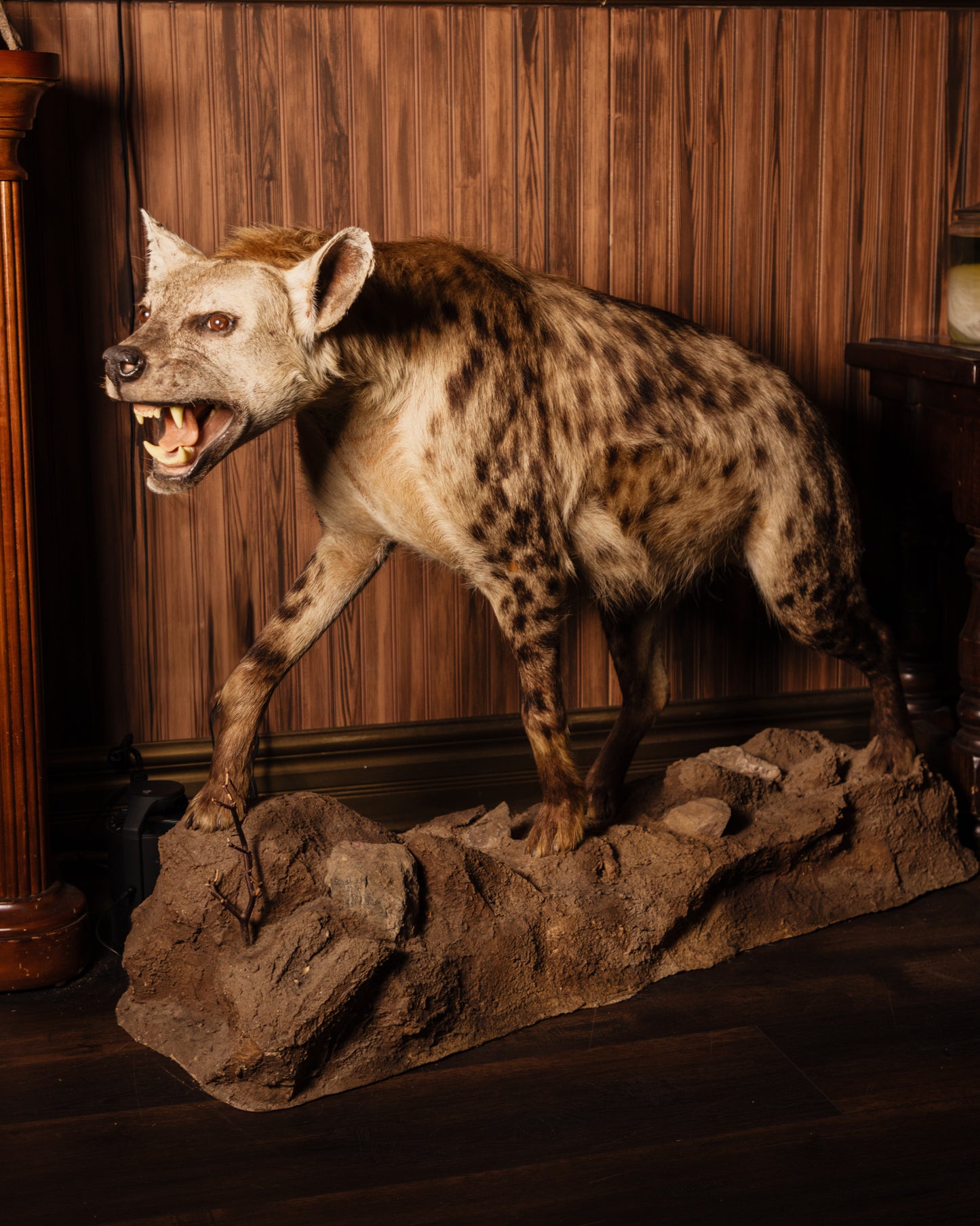 Hyena