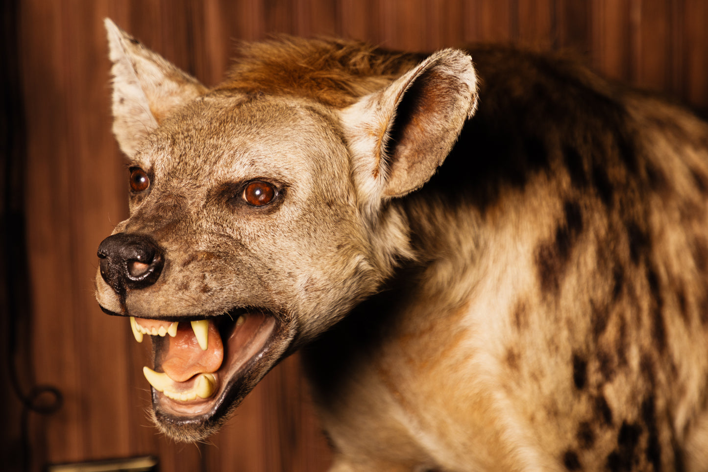 Hyena
