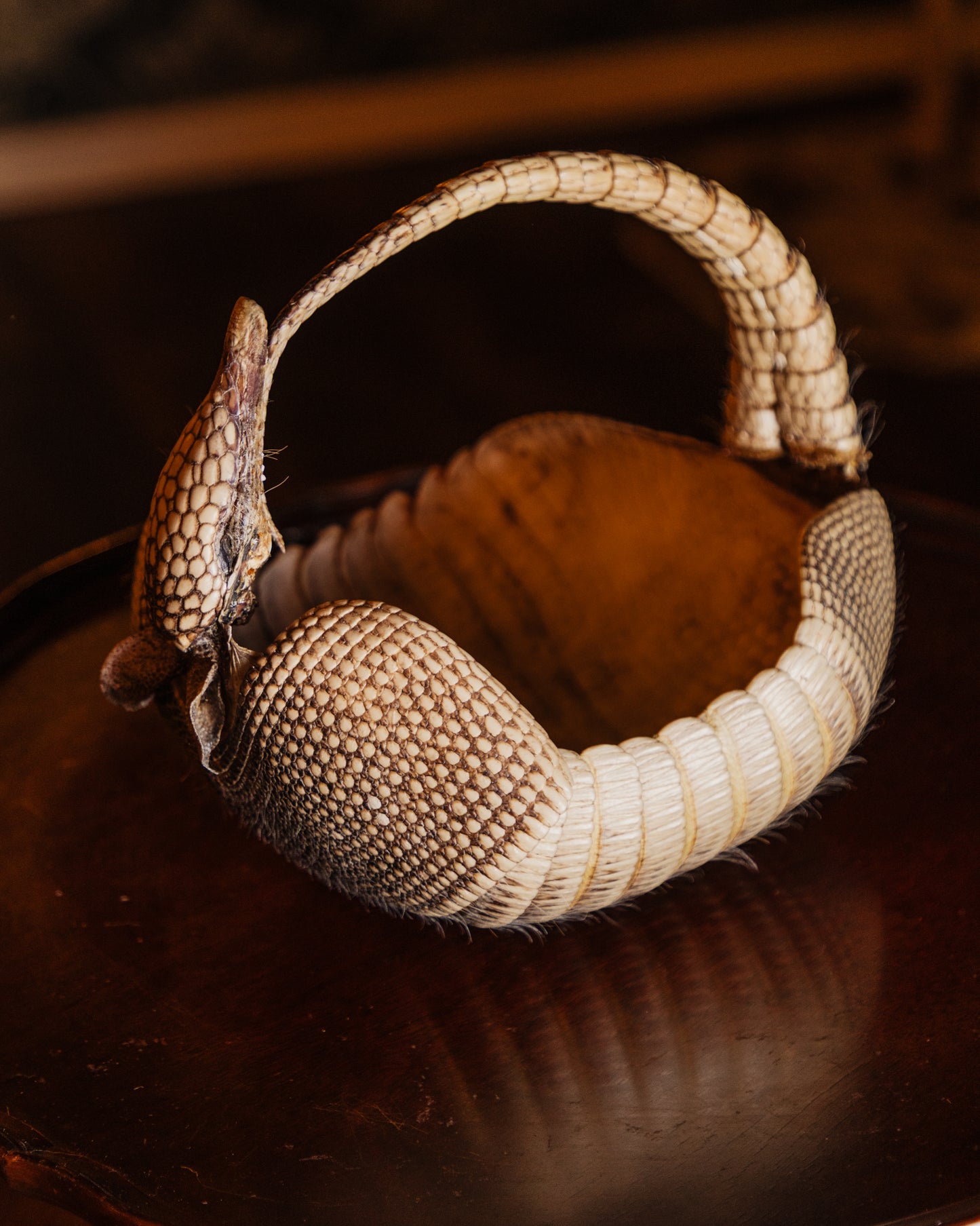 Taxidermy Armadillo Basket