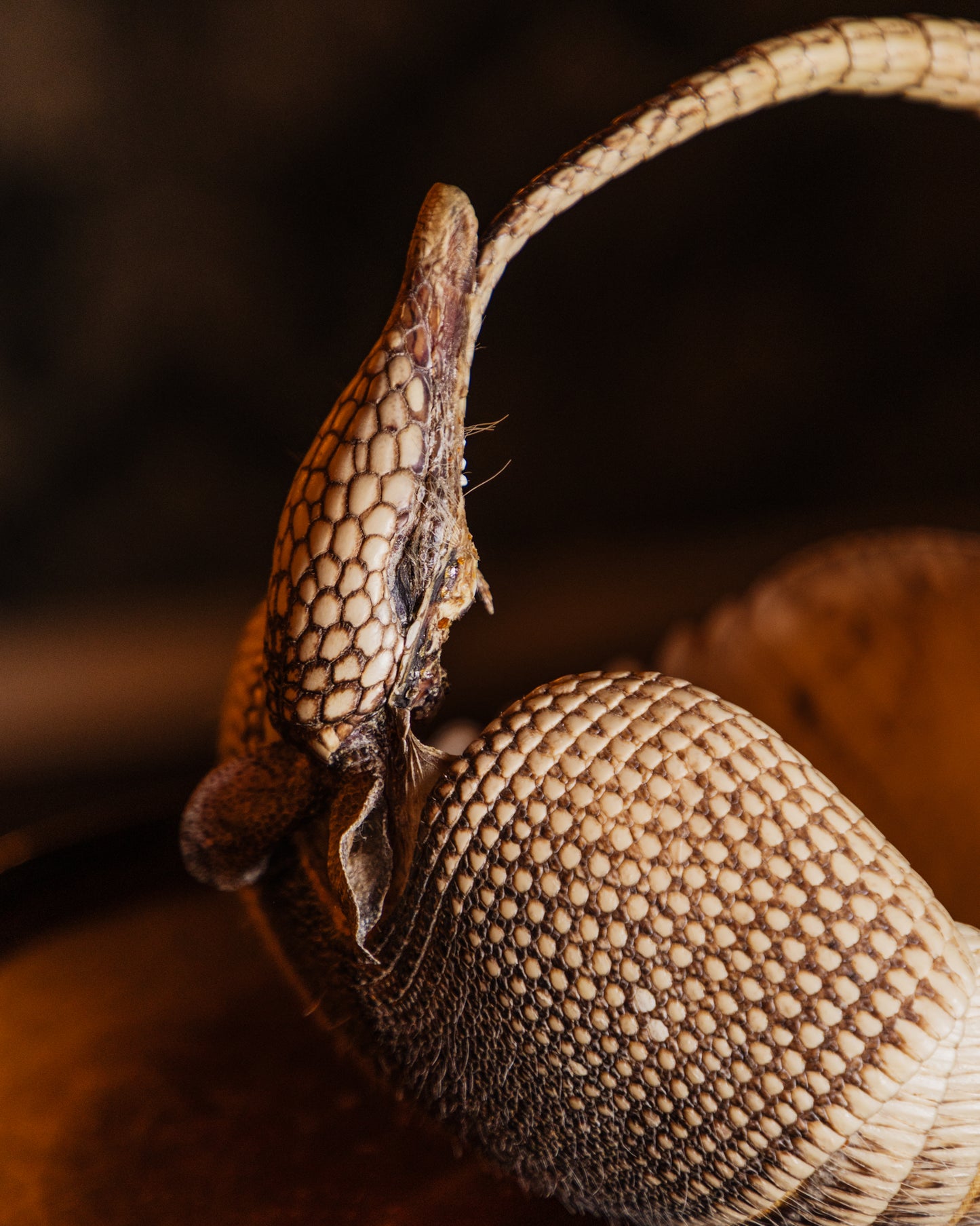 Taxidermy Armadillo Basket