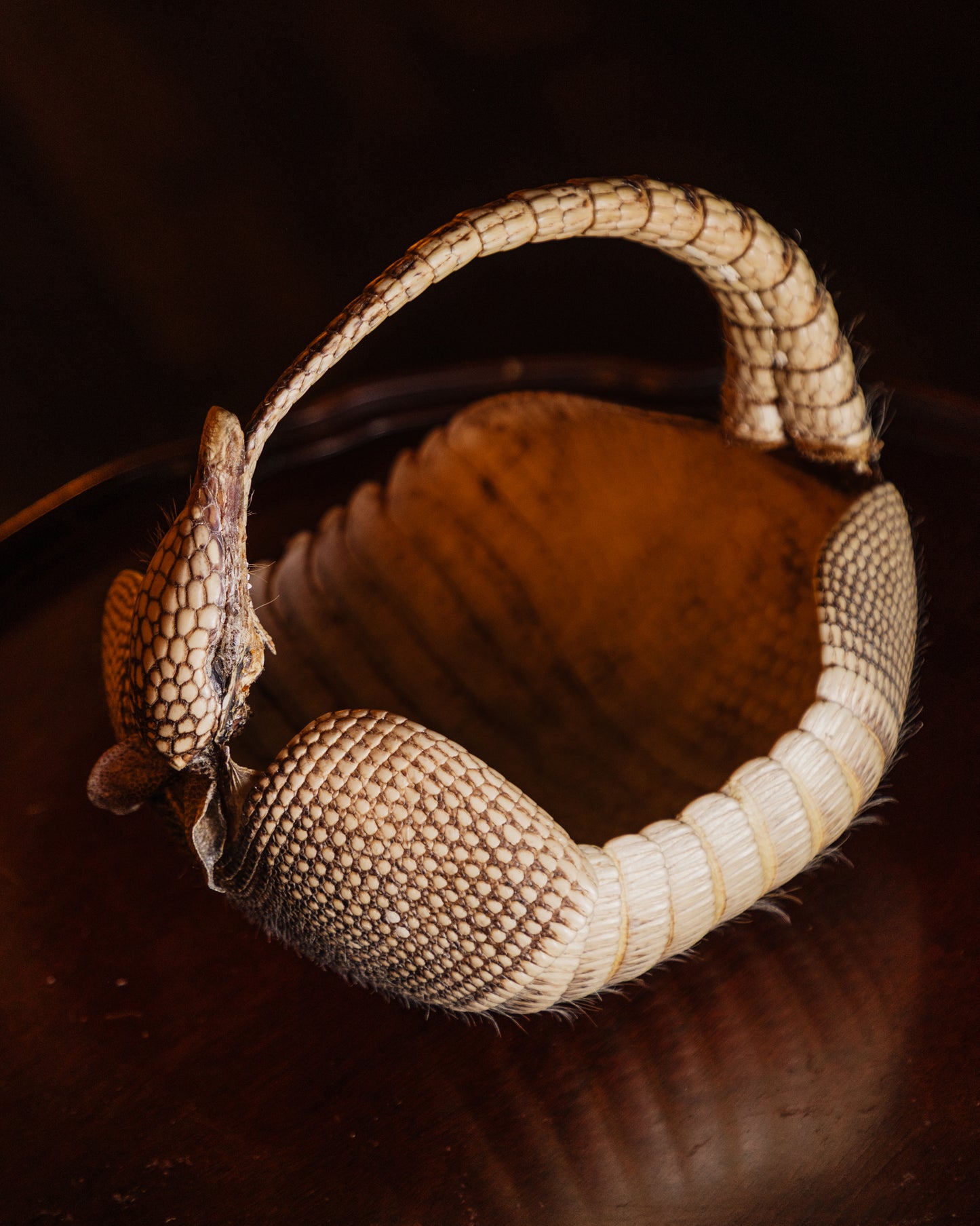Taxidermy Armadillo Basket